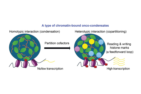 Illustration representing how Cancer-causing NUP98 fusion proteins use both self-to-self interactions and self-to-partner interactions to establish an “oncogenic signal factory” seen in blood cancer cells.”