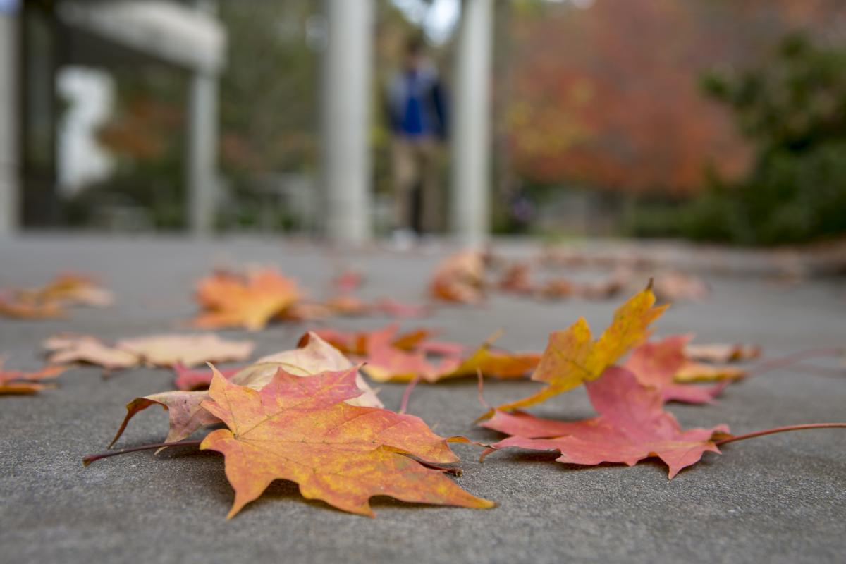 Autumn leaves