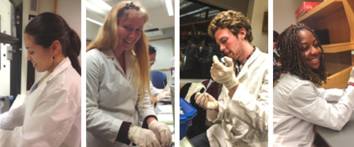various undergraduate students performing research in a lab