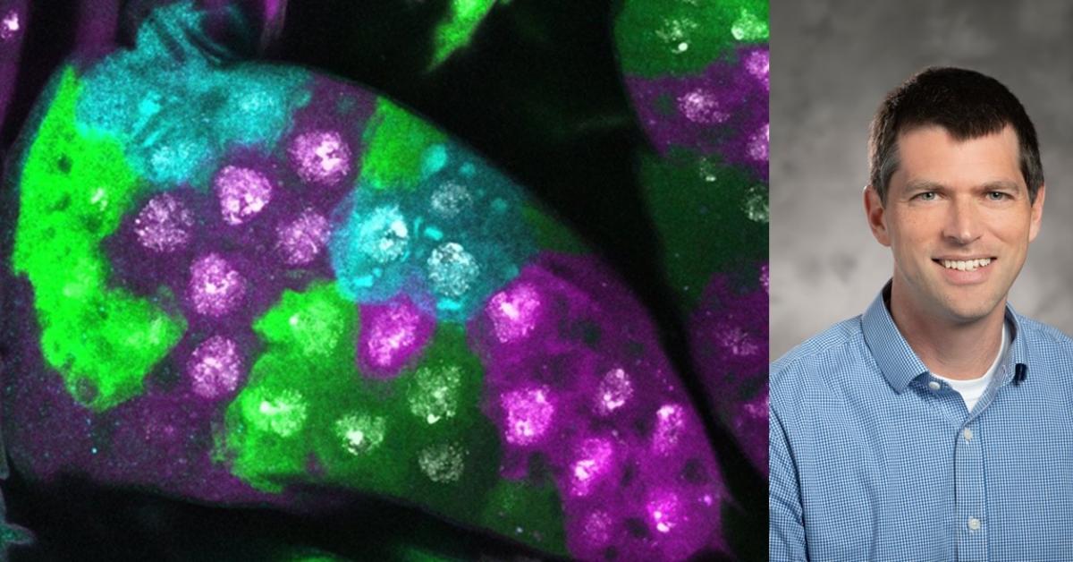 Fox Lab and colleagues awarded $12.5M NSF grant to establish Polyploidy ...